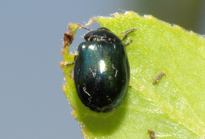 Plagiodera versicolora (Chrysomelidae)